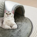 Cama de túnel para gatos 2 em 1 com cama removível para gatos de até 4 kg-Casa confortável e divertida