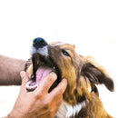Escova de Dente Pet em Silicone 360° com Estojo – Ultra Macia, Maleável e BPA Free